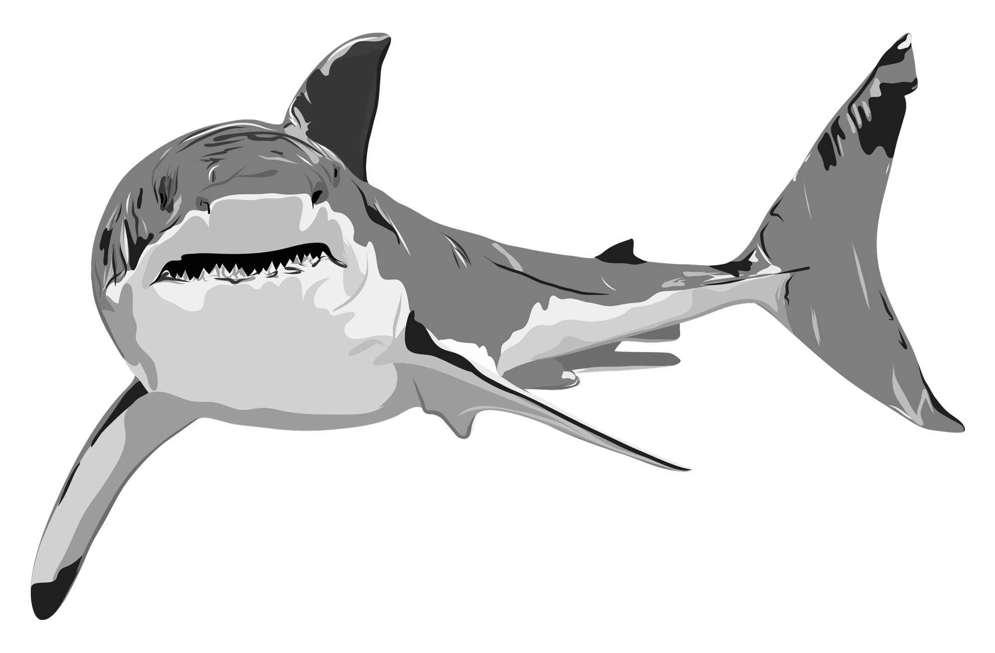 OC_Illustrations_shark